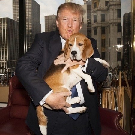 Have you ever wondered if the U. S current president has a dog? Presidents have a tendency to have a considerable lots in common. They have spouses who work to bear American qualities and values, with whom they live in a similar house and with whom they assumed rest in a similar bed. And they have a dog — or two. But in this case, Does Trump have a dog? - No. Donald Trump could be the first U.S. president in decades who doesn't have a pet pooch – or any pets so far as that is concerned – in the White House. Different presidents in the past have had at least one dog, while many had a few. The last U.S. president who did not have a dog in office was William McKinley, yet he owned a few different rooster, including chickens and a Mexican parrot named as indicated by the Presidential Pet Museum.Andrew Johnson likewise did not bring any pets into the White House, but rather he clearly had a propensity for feeding mice he saw running around the office. Martin Van Buren didn't have pets in the workplace, too, yet he owned two tiger cubs that Congress made him send to the zoo, according to the Presidential Pet Museum. Interestingly, John F. Kennedy had 21 pets amid his administration, including a steed named Sardar and hamsters named Debbie and Billie, as indicated by the Presidential Pet Museum; Theodore Roosevelt had Josiah the badger and Peter, the rabbit.Most recently, the Obamas had two Portuguese water dogs named Sunny and Bo, President George W Bush had two terriers and a spaniel – and in addition his long-horn bovine, Ofelia – and President Clinton had a Labrador named Buddy.Despite that it is understood that Mr Trump's family does not presently claim any pets, a dear companion of the President has demanded the Republican is expected to receive a few month-old puppy.It was supposed few months ago that Mr Trump may embrace a Goldendoodle named Patton, who was being cultivated by one of the President's companions, Lois Pope. Pope has reportedly known Trump for more than 20 years and says that she kept in touch with him about little Patton, proposing him as the family's new pet. Amid the Trump family's current Thanksgiving occasion at their Mar-a-Lago Club, she then demonstrated to him a photograph of the little pup.Be that as it may, Ms Pope purportedly chosen to keep Patton herself subsequent to succumbing to his charms – and Mr Trump is not believed to have any immediate plans to get another. We're on edge to realize what will happen to Trump's presidential pet ownership,a presidential puppy offers great attention and bipartisan reliability. They additionally give individual advantages like anxiety lessening and faithfulness.The central issue is: What breed will Trump pick? A Labrador , the All-American household staple dog?A German Shepherd , that can protect from all outsiders?Or how about a regal Poodle or Greyhound?
