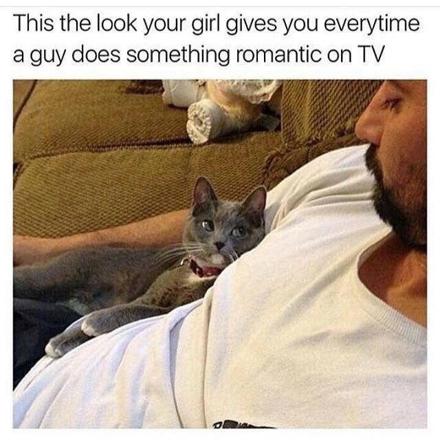 Funny Meme About Cats