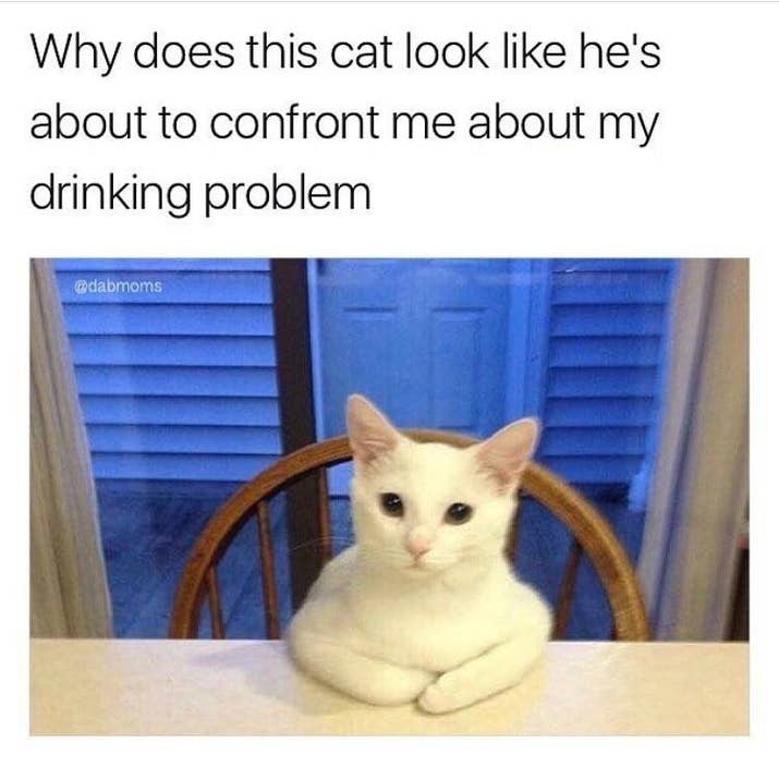 Funny Meme About Cats