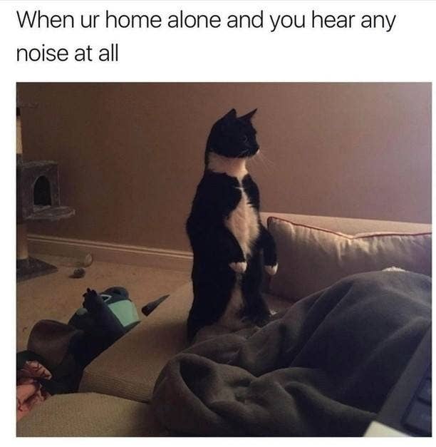 Funny Meme About Cats