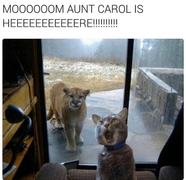 36 Cat Memes Cat People Can't Get Enough Of | The Funny Beaver