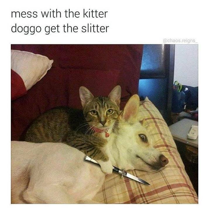 Funny Meme About Cats