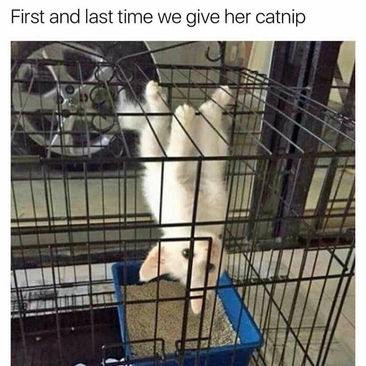 Funny Meme About Cats