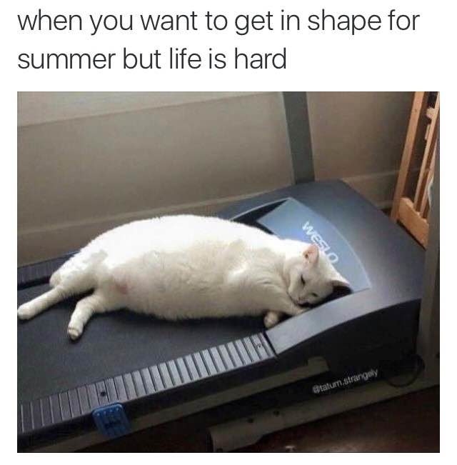 cat on a treadmill