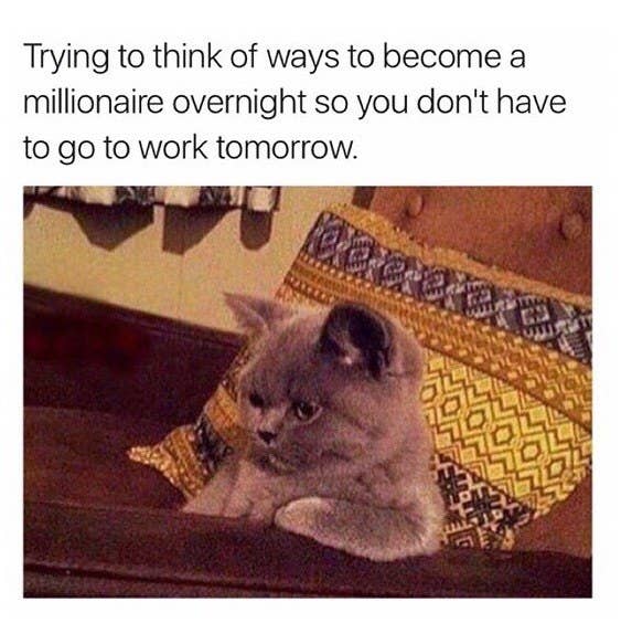 34 Memes Die Du Nur Verstehst Wenn Katzen Dein Leben Regieren