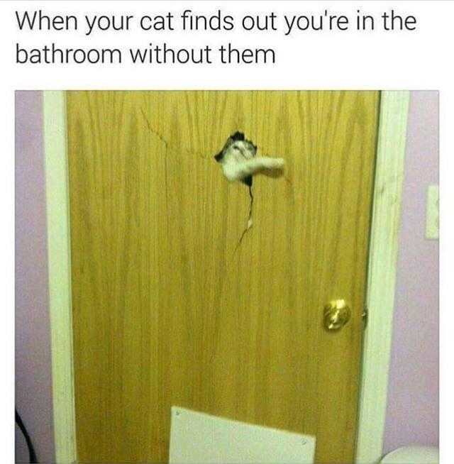 34 Memes You'll Only Understand If Cats Rule Everything Around You
