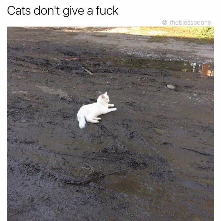 Funny Meme About Cats
