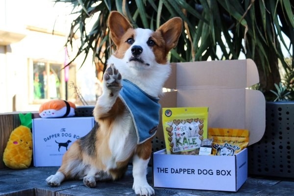 corgi subscription box