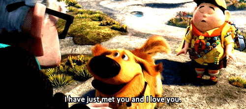 This will be your dog when he opens up these boxes!
