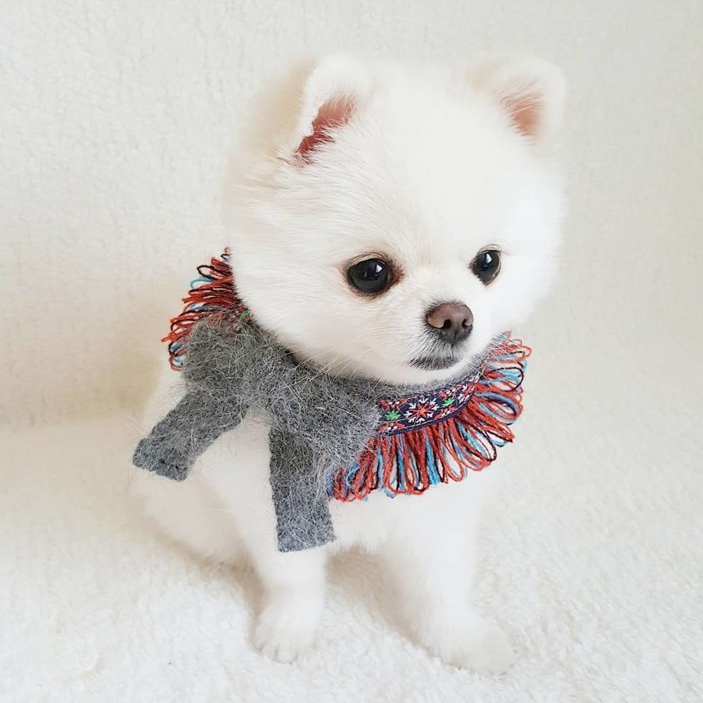 胸キュンな上目づかい まるでお人形さんみたいなワンちゃん