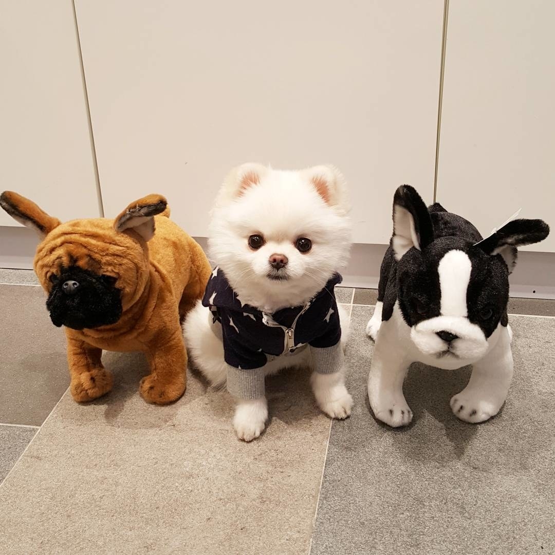 Pomeranian korean hot sale