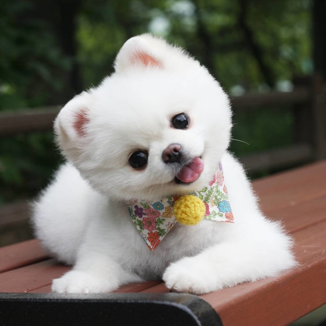 Покажи самых красивых собак. Померанский Пуппи. Красивые маленькие собачки. Милый щенок. Милые щенки.