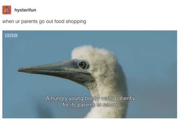 sub-buzz-21668-1491300445-3.png?downsize