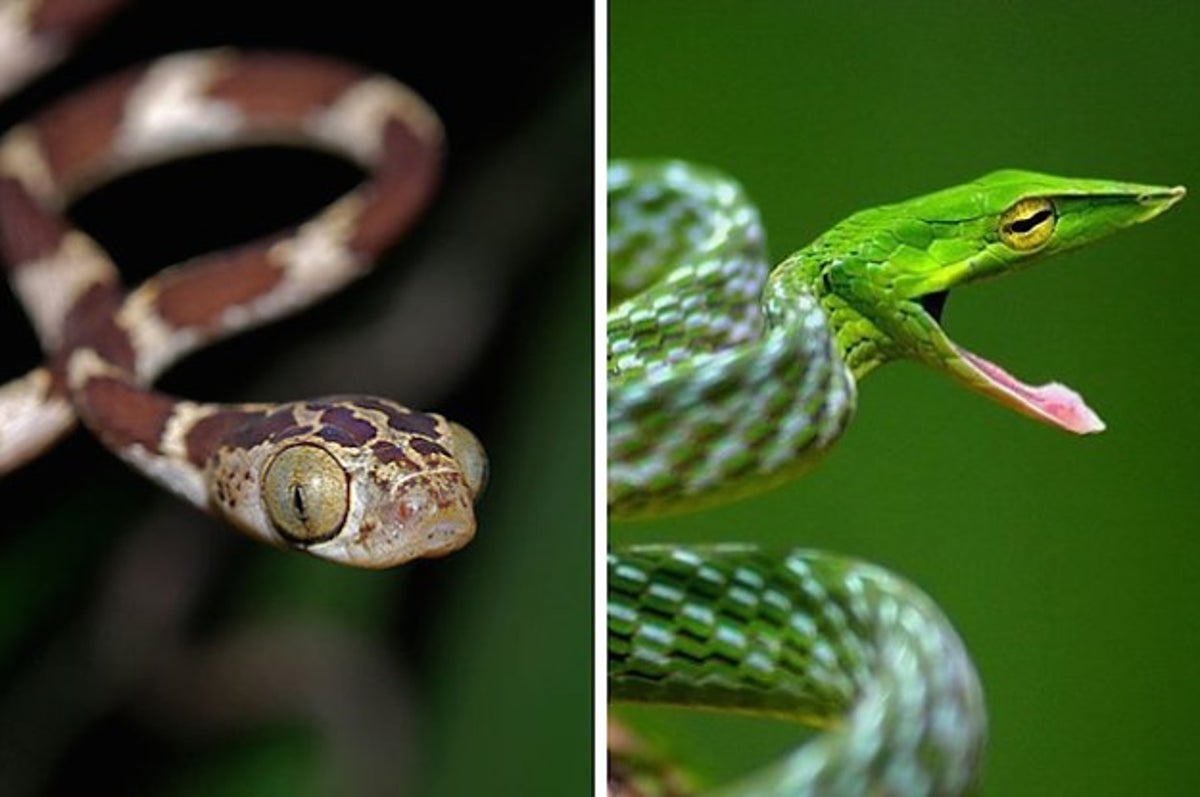 11 Very Ridiculous Snakes That I Can't Believe Really Exist