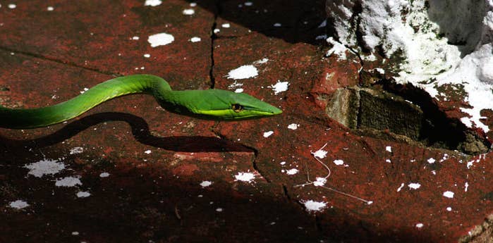 Green tree python - Wikipedia