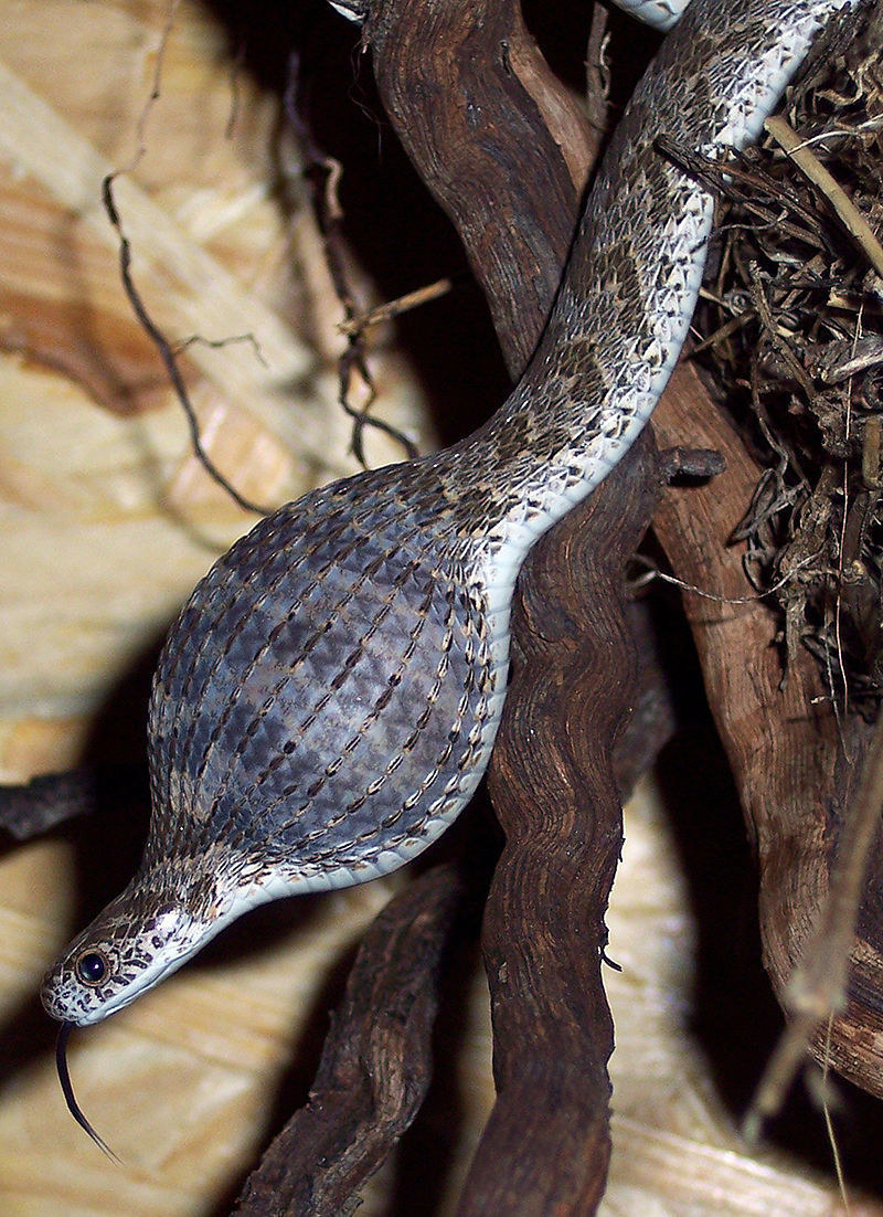 11 Very Ridiculous Snakes That I Can't Believe Really Exist