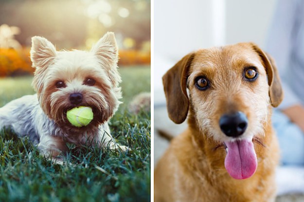 You Have To Choose Which Of These Dogs Is Cuter