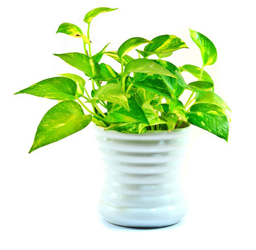 Pothos