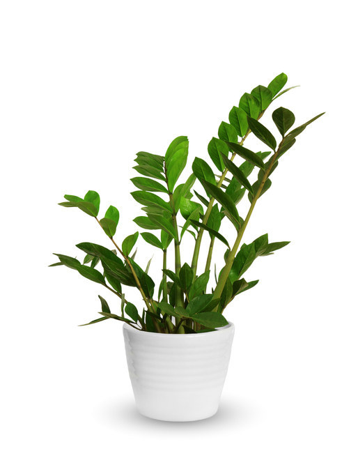 ZZ Plant