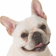 Pick A French Bulldog And Get An Oddly Specific Compliment