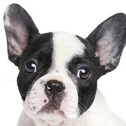 Pick A French Bulldog And Get An Oddly Specific Compliment