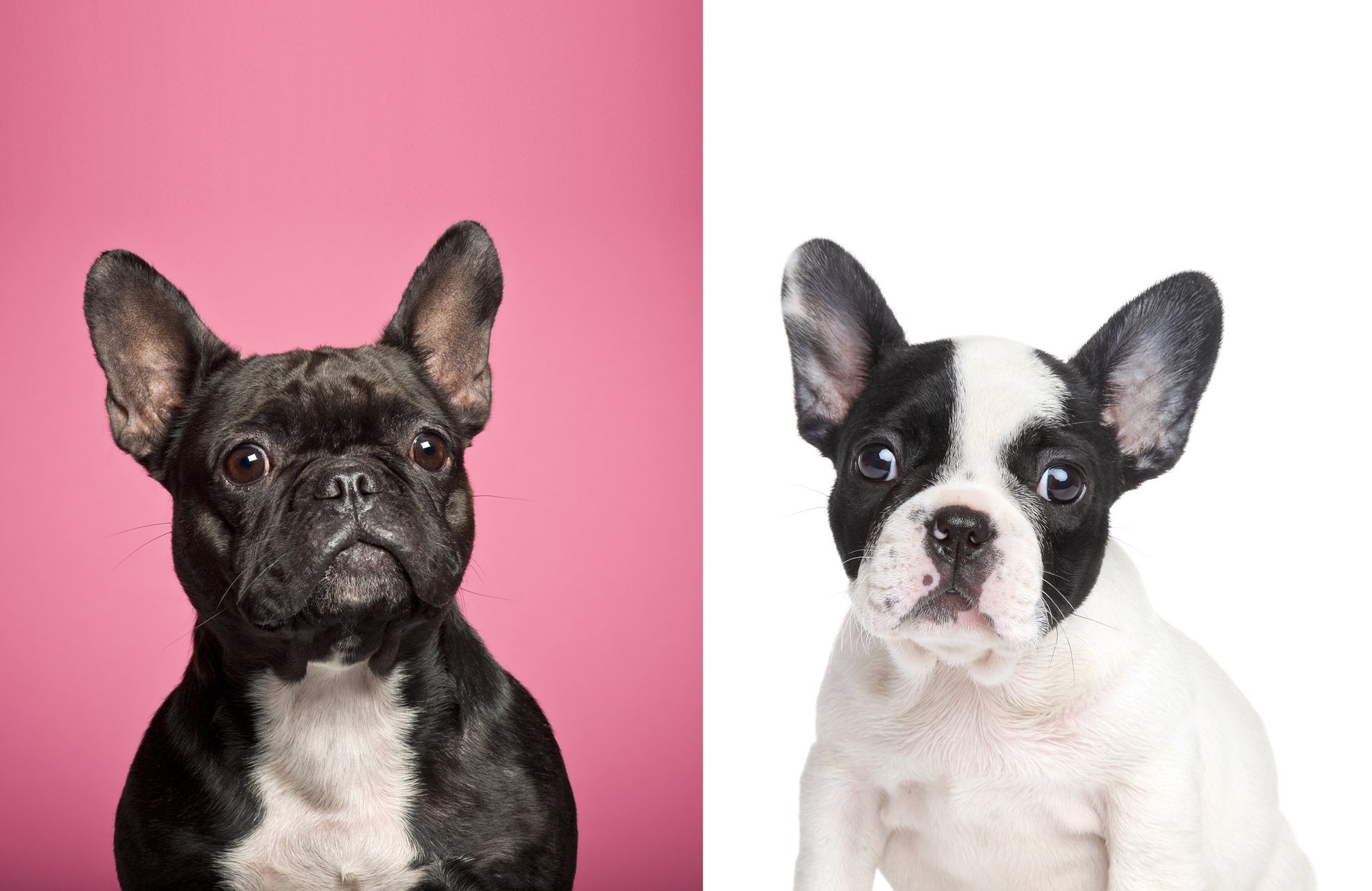 Pick A French Bulldog And Get An Oddly Specific Compliment