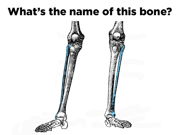 How Many Bones In The Human Skeleton Can You Identify?