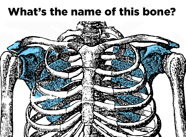 How Many Bones In The Human Skeleton Can You Identify?