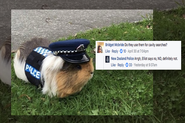 the-new-zealand-police-force-has-a-guinea-pig-as--2-9934-1493689127-1_dblbig.jpg