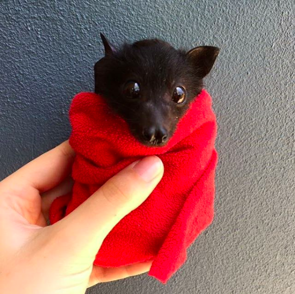 But you can get past all of that for a little baby bat burrito, can’t you?