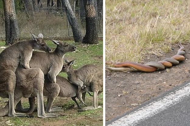 26 Times Australian Animals Just Took Things Way Too Far