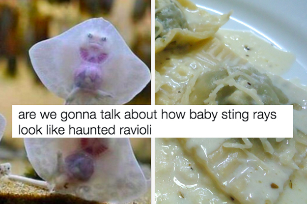 ravioli baby