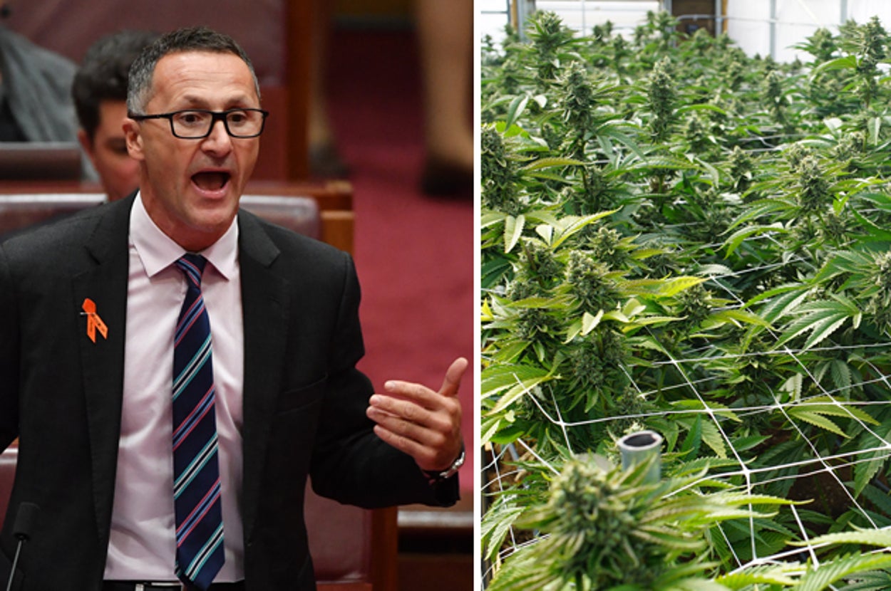 The Government Has Voted To Make Sick People Wait Longer For Medicinal Cannabis