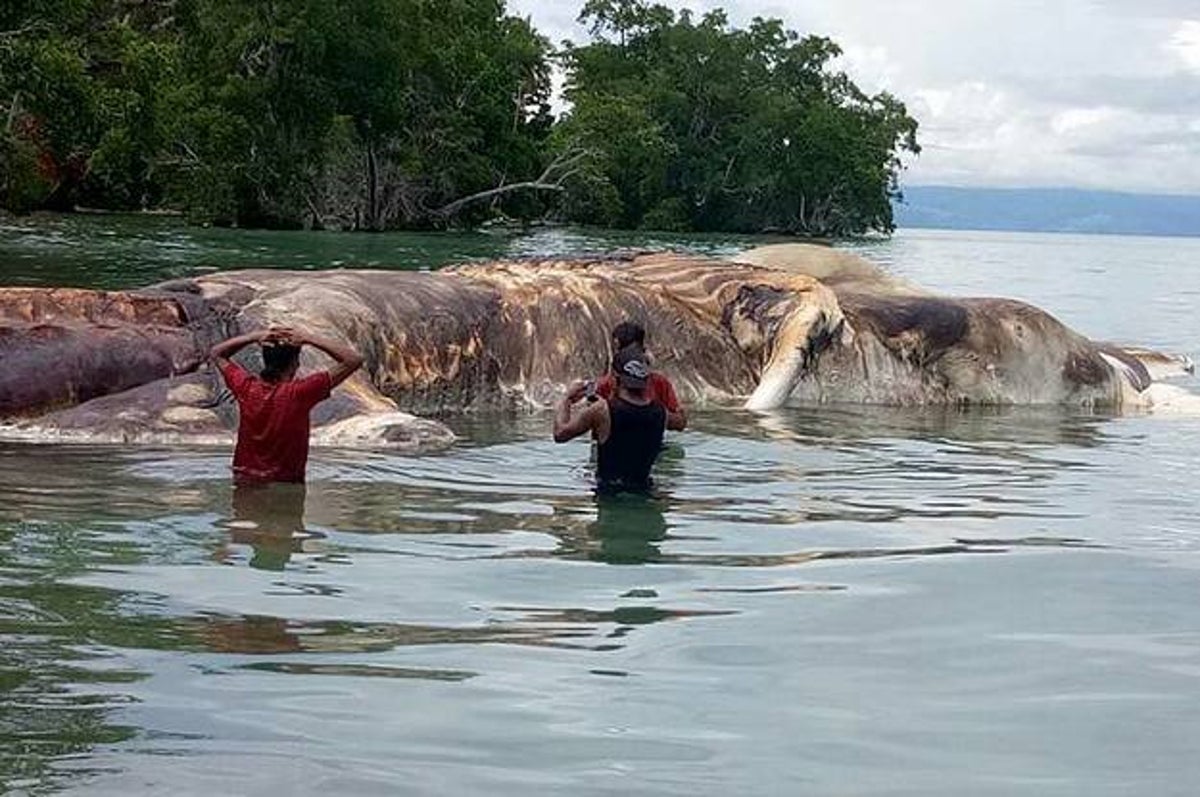 WTF Is This Terrifying Sea Monster That Washed Up In Indonesia?