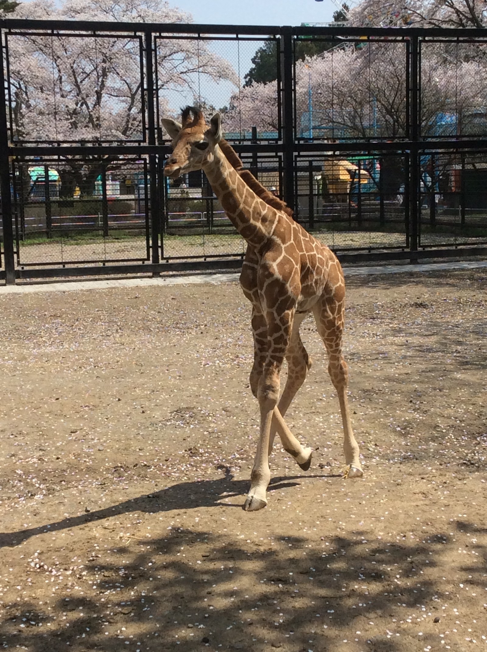 死んだキリンの胃にはこんなものが」 16年間訴え続ける動物園の思い