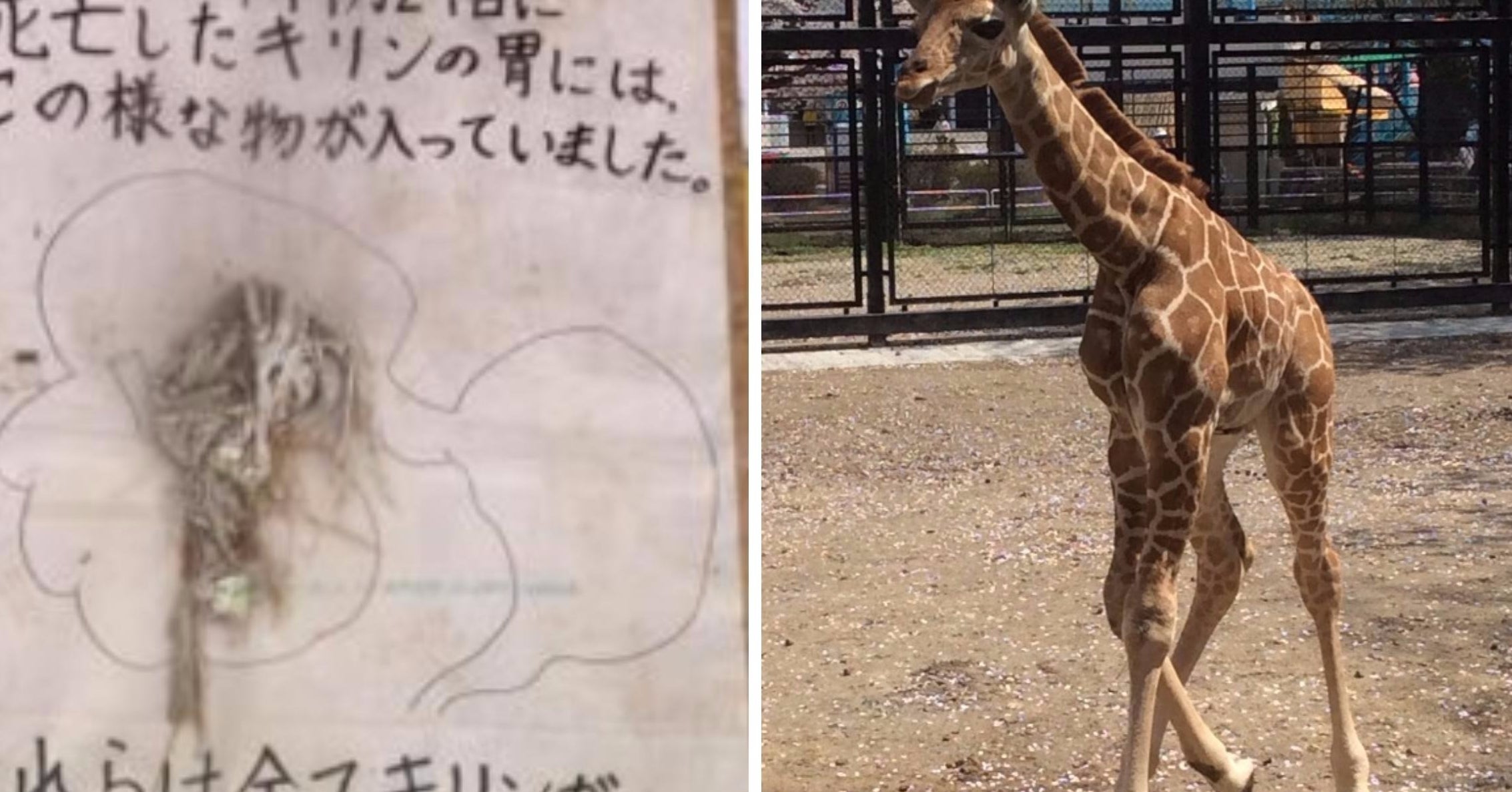 宇都宮 動物園 事故