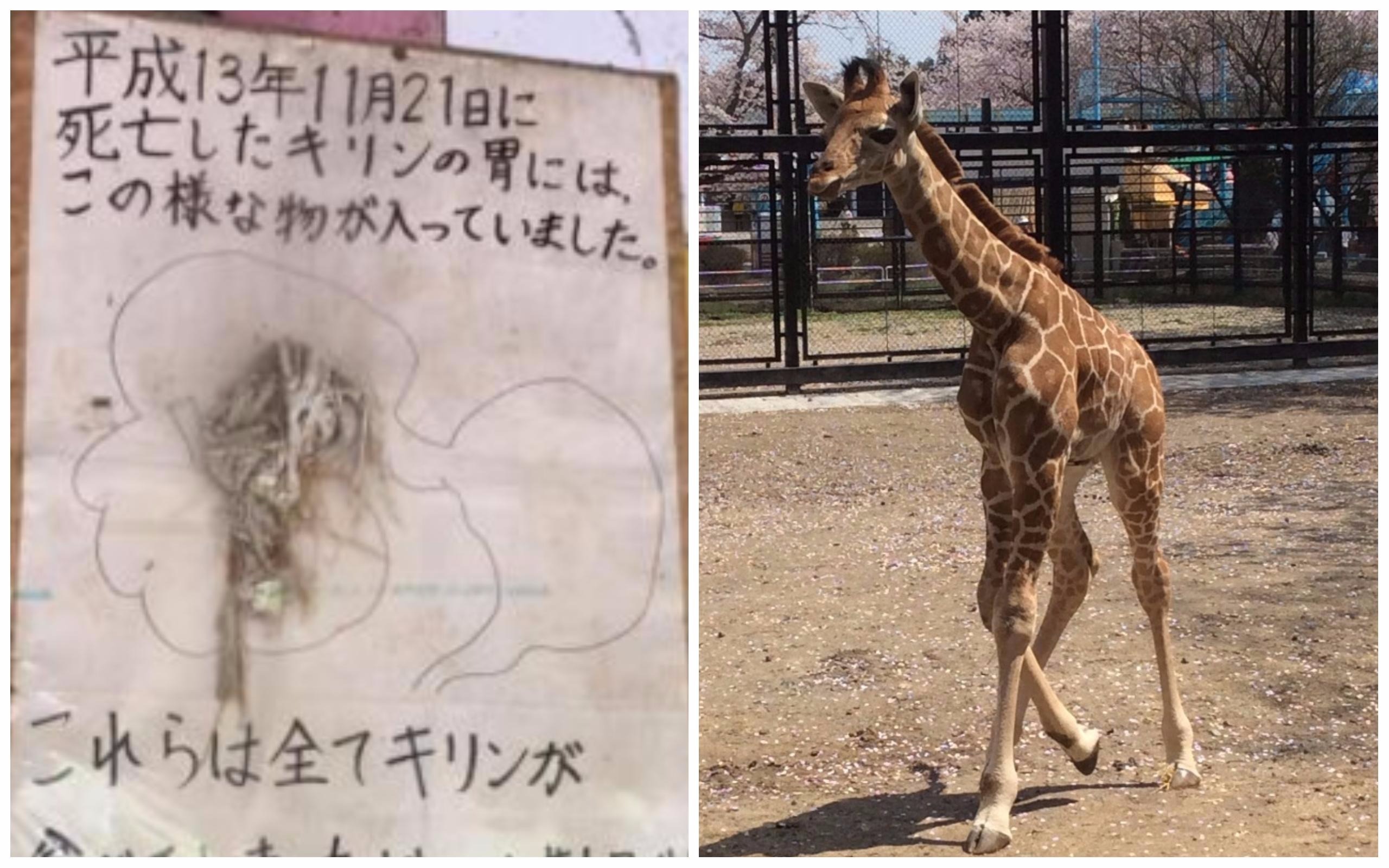 死んだキリンの胃にはこんなものが」 16年間訴え続ける動物園の思い