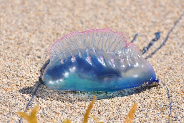 可愛い けど意外と危険な生き物たちを集めてみた