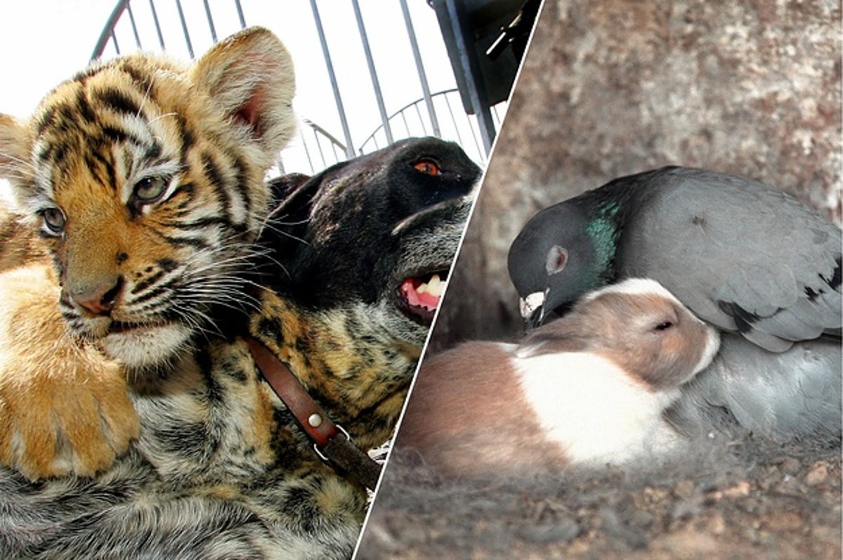 母の愛は種を超える 動物たちが見せた 心に響く6つの場面