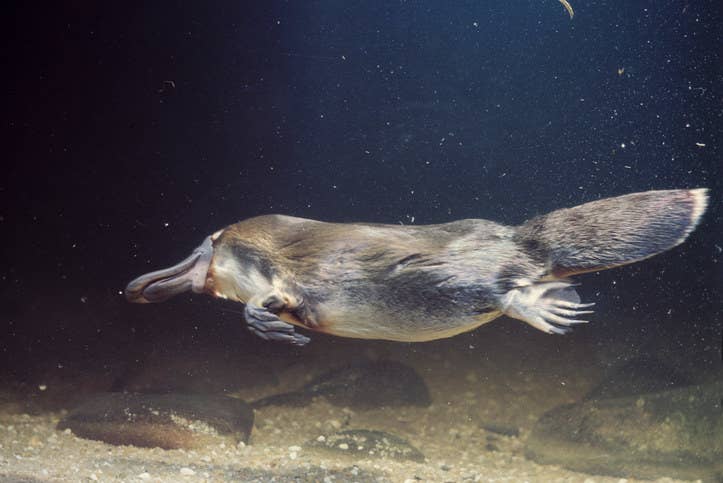 可愛い けど意外と危険な生き物たちを集めてみた