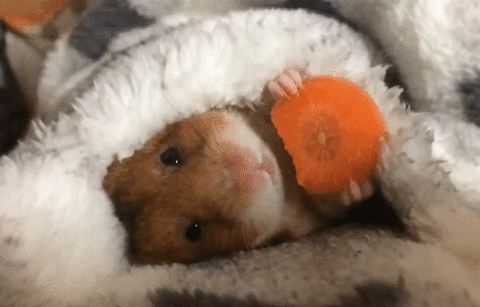 Hamster