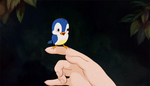 Bird