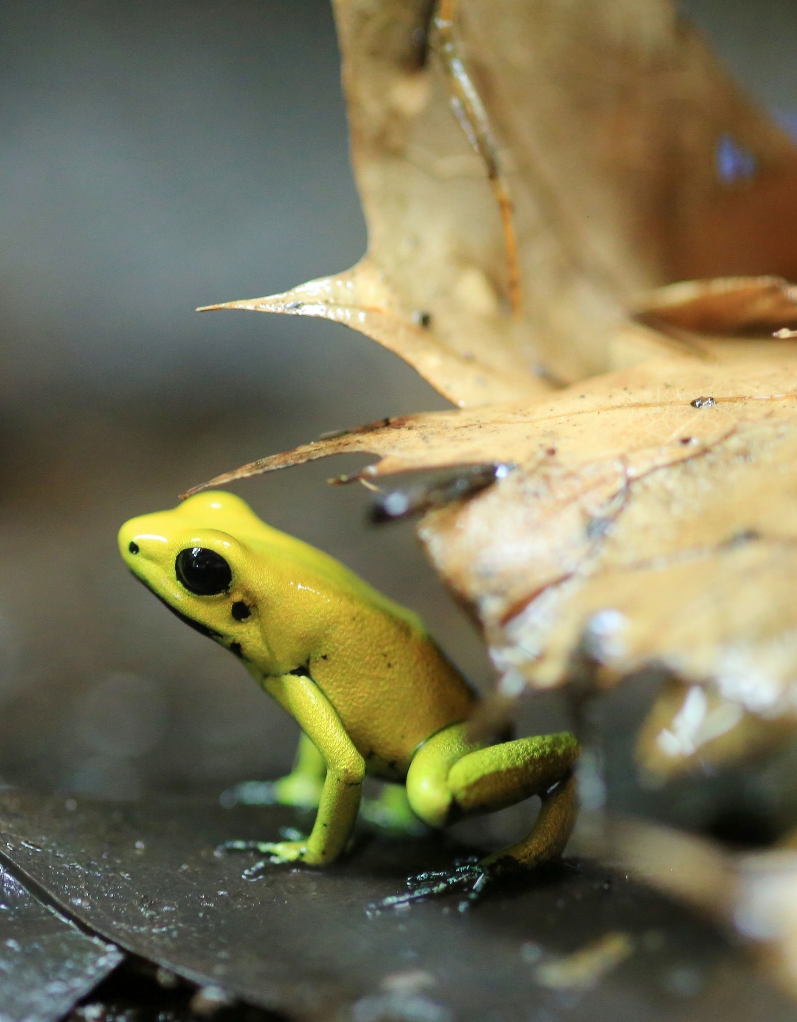 可愛い けど意外と危険な生き物たちを集めてみた