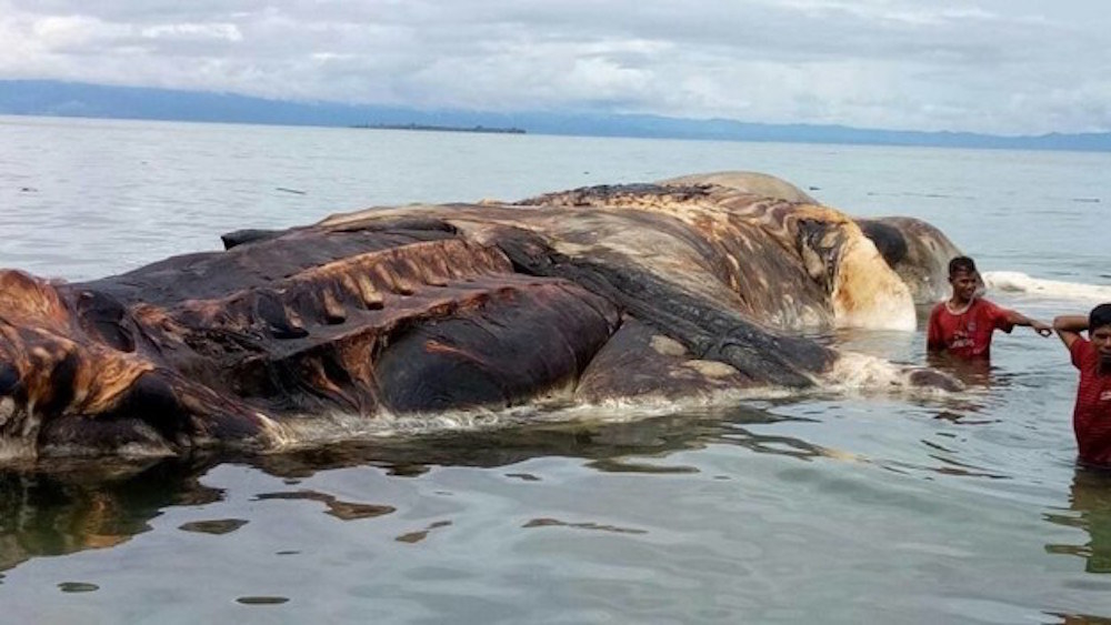 インドネシアに漂着した巨大生物 正体不明すぎて深まる謎