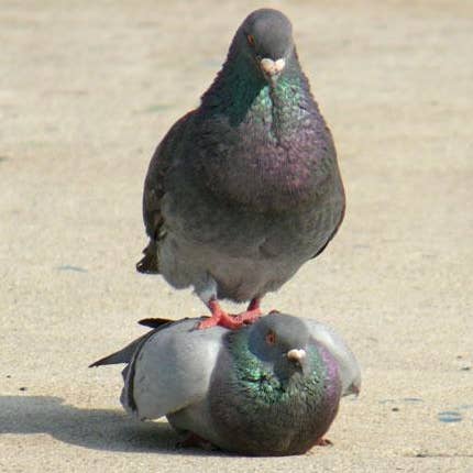 did you know pigeons are just uglier doves