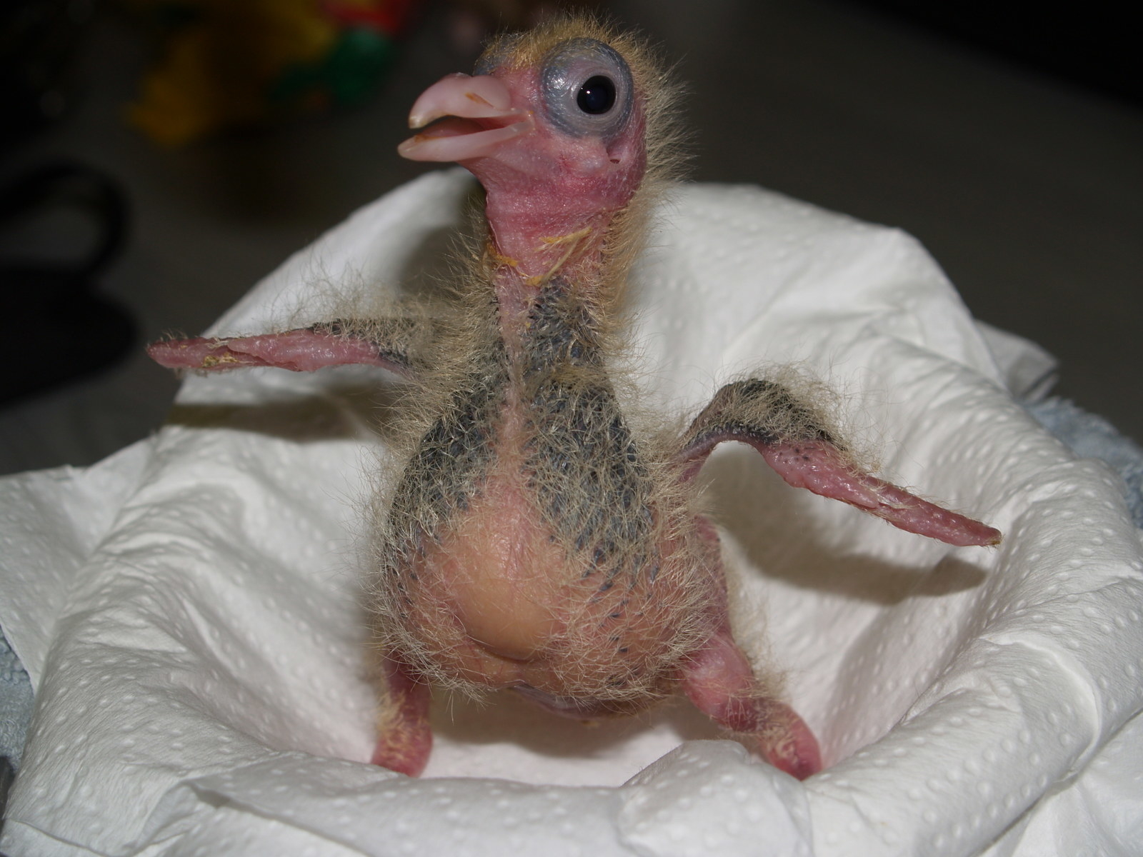 cuddly pigeon