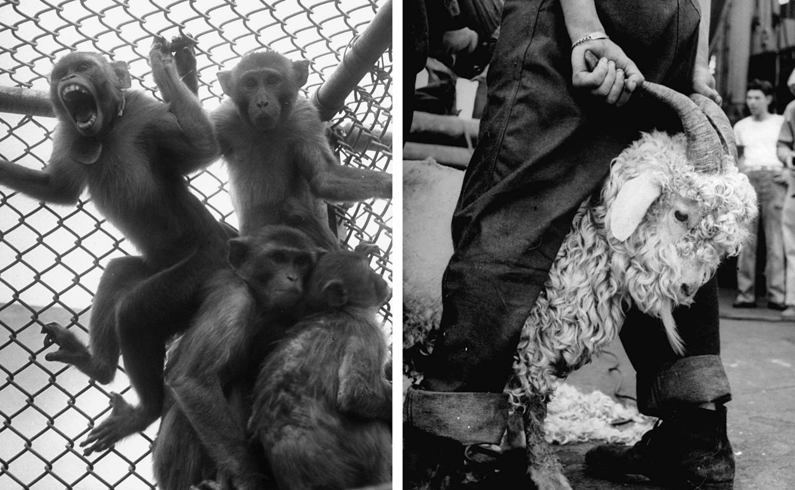 Left: Caged monkeys are test subjects during the Bikini atom bomb tests in 1946. Right: A government employee shears a goat before an atomic bomb test in 1946.