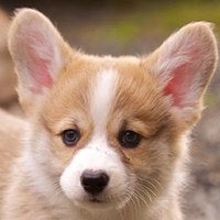BuzzFeed profile picture for @pembroke