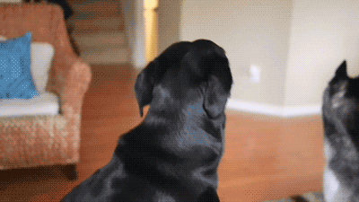 "My (now ex-) boyfriend and I were having sex on the floor in his living room, and his dog came in, walked up to us, licked my boob, and laid down next to us. We laughed so hard that we actually scared the dog away."Submitted by ViolaHastings