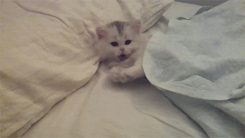 "My wife and I were getting things started once when our cat – a kitten at the time, and coming off being ill – hopped up onto the bed. We'd ignored the cats before (they usually go away once things get too noisy for them), so we kept going. Then we noticed an awful smell. Turns out our little darling had taken a wet, acrid sick-shit on the bed just behind us. Needless to say, that put the brakes on things."Submitted by sjhartsfield